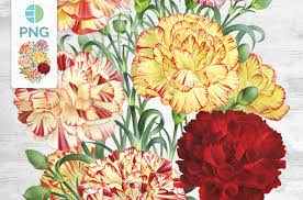 Carnation Flower Bouquet Graphic By Enliven Designs Creative Fabrica New users enjoy 60% off. carnation flower bouquet