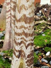 Image result for Gonatopus