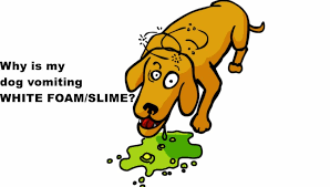 Dog Vomiting White Foam Slime Eating Grass Diarrhea Shaking Not Eating Dogs Cats Pets