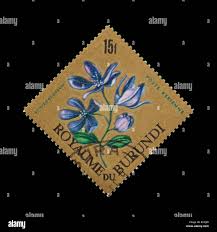 Image result for Platycoryne crocea