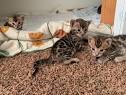 Carolina Bengals Cattery - Bengal Kittens & Exotic Cats ...