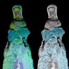 50% off with code zspecialnews. Platypuses Glow Under Blacklight We Have No Idea Why The New York Times