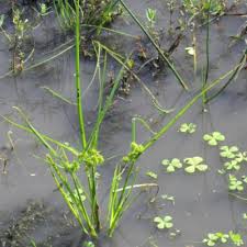 Image result for Courtoisina cyperoides