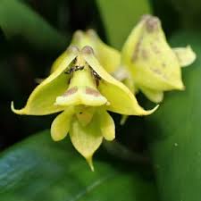 Image result for Polystachya adansoniae