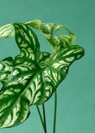 Image result for Cercestis