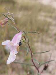 Image result for Sesamum calycinum