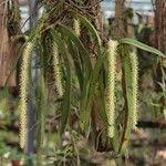 Image result for Diaphananthe fragrantissima