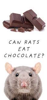 Can Rats Eat Chocolate Can My Pet Rat Have Chocolate As A Treat