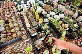 We deliver our succulent and cactus arrangements in the central san diego area. Haul Of Wonders Behold The Plants We Brought Home From A Month Of Cactus Succulent Shows The Horticult