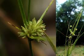 Image result for Cyperus clavinux
