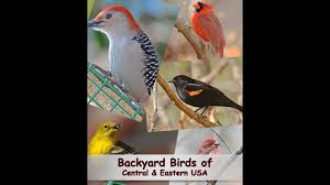 Feeder Bird Identifier By Picture Identify Your Common Backyard Birds Central Eastern Usa Youtube In 2020 Backyard Birds Pet Birds Animal Behavior