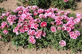 Godetia grandiflora are in the clarkia family, which are wild flowers. Silver Falls Seed Company Godetia Pink To Red