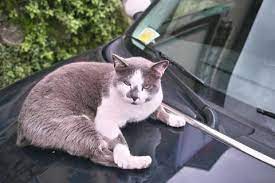 Falls ein klärendes gespräch mit dem nachbarn zu keinem ergebnis führt, kann der rechtsweg beschritten und die fremdfütterung verboten werden. Gartenrecht Katze Im Garten Mein Schoner Garten