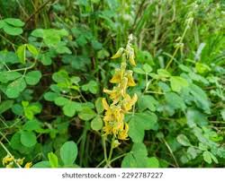 Image result for Crotalaria preladoi