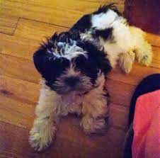 Maybe you would like to learn more about one of these? Pet Care Clinic
