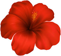 Maybe you would like to learn more about one of these? Hibiscus Flower Png Clipart Gallery Yopriceville High Quality Images And Transparent Png Free Clipart