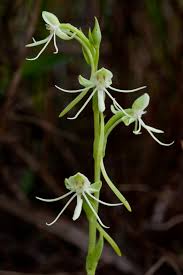 Image result for Habenaria microsaccus