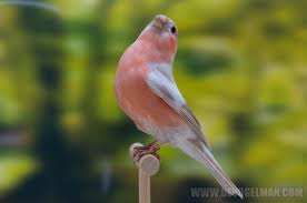 European Bullfinch Bruinpastel Mutation Gimpel Finken