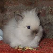 The Fun House Lop Or Lion Lionhead Bunny Lionhead Rabbit Rabbits For Sale