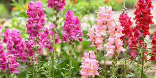 Check spelling or type a new query. The Best Early Annuals To Plant For Spring Color Westwood Gardens