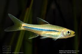 Rasbora Sarawakensis Betta Aquarium Aquarium Fish Tropical Fish