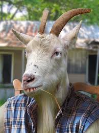 Hi Mr Goat Goats Funny Animals Goat Picture