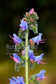 Image result for Boraginaceae