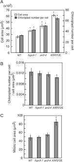 We did not find results for: Increased Number Of Chloroplasts Per Cell In The Leaves Of Download Scientific Diagram