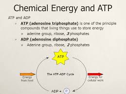 Ryanodine uncouples the atp—adp actomyosia cycle of striated muscle. Key Concepts Atp Structure Atp Adp Cycle Caloric Values Ppt Download