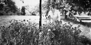 Image result for Poppy Red 1993 Town and Country