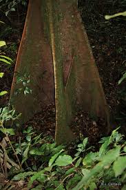 Image result for Newtonia