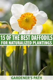 15 Of The Best Daffodil Cultivars For Naturalized Plantings Gardener S Path Daffodils Plants Homestead Garden Design