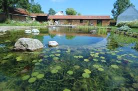 Prud Kupalnya V Sadu Sovety Po Sozdaniyu Natural Pool Natural Swimming Pools Natural Swimming Ponds