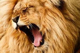 Image result for images â€œI Am the Lion and the Lamb