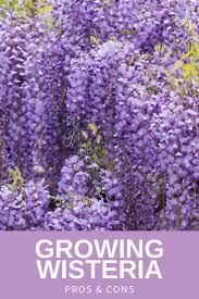 Learn About Wisteria Planting Pros And Cons Wisteria Plant Garden Vines Wisteria Tree