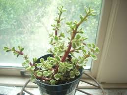 Image result for Portulacaria