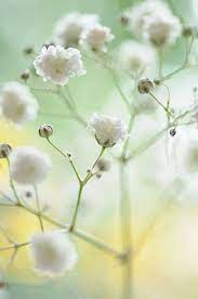 Gypsophila Paniculata Gypsophila Babys Breath Flowers Flowers