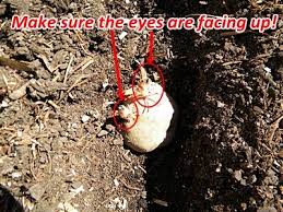 Sweet potatoes are not started by seed like most other vegetables, they are started from slips. How To Plant Potatoes In A Raised Bed Veggie Gardener Planting Potatoes Plants Home Vegetable Garden