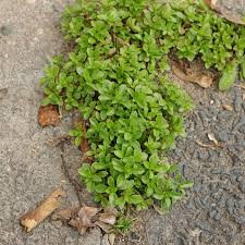 Image result for Polycarpon tetraphyllum