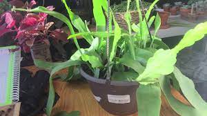 Care for orchids is different from many other house plants. Orchid Cactus Growing Care And Propagation Part 2 Youtube
