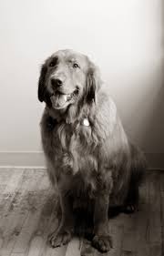 There is no additional cost over base euthanasia fee for this service. Peaceful Endings For Pets Our Services At Home Pet Euthanasia Hospice Chicago Suburbs