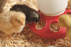 Chicken baby food recipes to cook your baby's food by yourself! Tractor Supply Hosts Chick Days Life Themountaineer Com