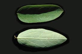 Image result for Phyllanthus pentandrus