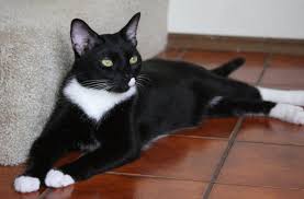 Tuxedo Kedi Tuxedo Kedilerin Ozellikleri Kediler Gen Tr