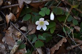 Image result for Coleotrype natalensis