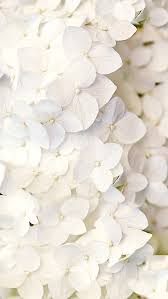 Wallpaper Fondos De Pantalla Sigueme In 2020 Flower Desktop Wallpaper Flower Wallpaper Flower Backgrounds