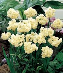 I Must Have These Love Summer Blooming Daffodil Common Name Summer Daffodil Early Cheer Bulb Flowers Daffodils Planting Bulbs