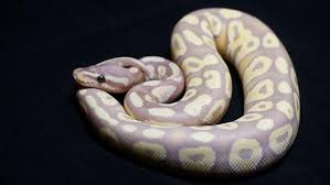Fortunately, they are now much more affordable. Banana Ball Python A Total Care Guide With Pictures