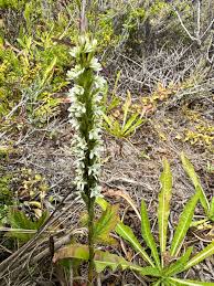 Image result for Zeuxine elongata