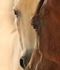 atlar kedinizi ozgur hissettirir horses horse photography pretty horses